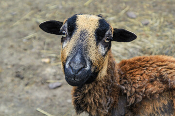 Fototapeta premium Portrait eines Lamm, Schaf.