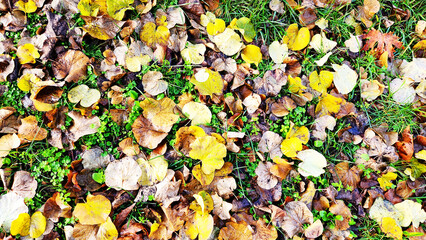 On a rainy autumn day, the ground becomes a tapestry of fallen redbud leaves, blending their deep hues with the moist earth, painting a picture of serene melancholy as an autumn background.
