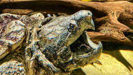 Ein Portrait einer Geierschildkröte.