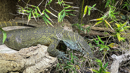 Nahaufnahme eines Waran