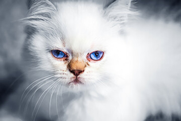 Eine Weiße Katze mit blauen Augen.