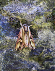 Eine Vielzahn Johanniskrauteule, Actinoia polyodon auf einem Stein
