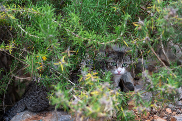 Stray cats on Brac Island, Croatia