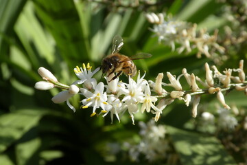 Bee