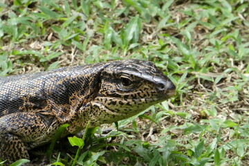 Varan