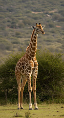Obraz premium giraffe in the wild