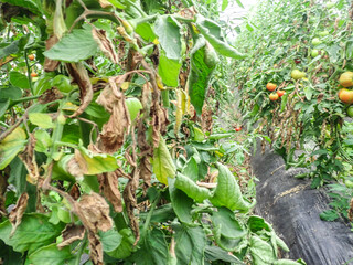 Manifestations of late blight on tomato leaves. Fungal disease of tomatoes., Tomato leaf rot, late blight (Phytophthora infestans) oomycete or water mold, a fungus-like microorganism that causes.
