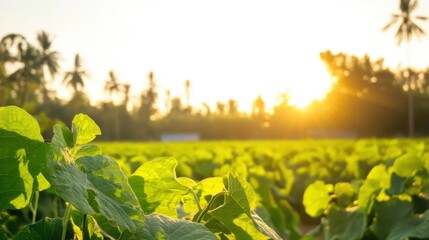 Vibrant Green Leaves in a Lush Field at Sunrise with Golden Light