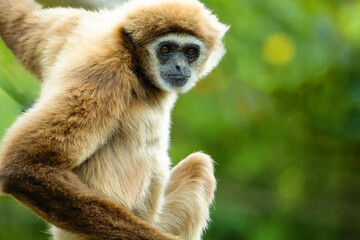 Obraz premium lar gibbon white-handed gibbon, an endangered primate in the gibbon family
