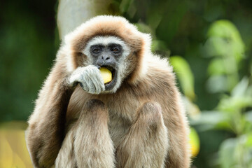 Fototapeta premium lar gibbon white-handed gibbon, an endangered primate in the gibbon family