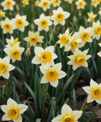 Close-up of delicate daffodil blooms in a field,  bloom,  floral design,  nature scene