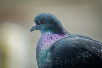Close up of a Domestic pigeon (Columba livia domestica) in bright grey color with small green and purple feathers and bright red eyes, Lugano, Switzerland
