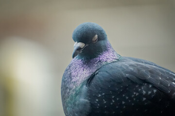 Close up of a silver colored Domestic pigeon (Columba livia domestica) with closed eyes looking at you Lugano, Switzerland