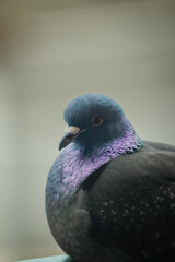 Close up of a Domestic pigeon (Columba livia domestica) in bright grey color with small green and purple feathers and bright red eyes, vertical,  Lugano, Switzerland