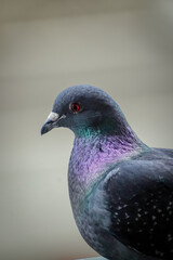 Close up of a Domestic pigeon (Columba livia domestica) with  bright blue and purple shiny feathers, Lugano, Switzerland