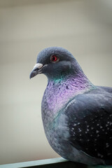 Close up of a Domestic pigeon (Columba livia domestica) looking at you from the side, vertical, Lugano, Switzerland