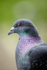 Close up side view of a Domestic pigeon (Columba livia domestica) with bright colored feathers