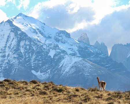 guanaco no parque nacional torres del paine, chile