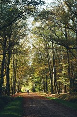 Naklejka premium autumn in the forest