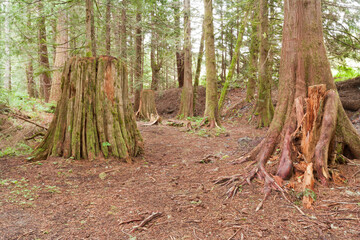 Old growth forest with a large stump left standing