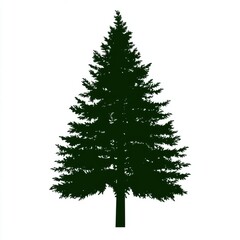 Fototapeta premium Silhouette of a tall evergreen tree against a white background.
