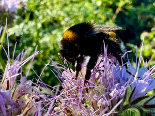 A bumblebee is feeding on a pale purple flower, its body covered in pollen. The intricate details...