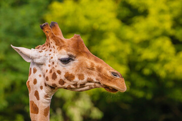 Giraffe in selective focus on green natural background
