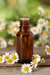 Bottle of essential oil and chamomile flowers on wooden table
