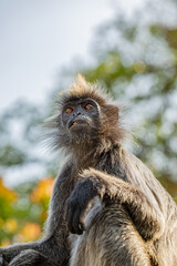 Closeup portrait of Tufted gray langur Semnopithecus priam