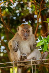 young baby crabeater macaque in selective focus.in natural habitat