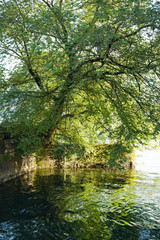 Big green leaf tree growing on a stone wall and hanging over a lake making beautiful reflections and waves in the water in Parco Ciani, Lugano, Switzerland
