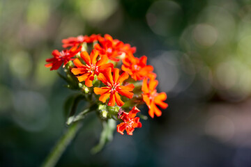 red flower Lychnis chalcedonica in the garden