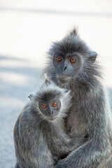Closeup portrait of Tufted gray langur Semnopithecus priam