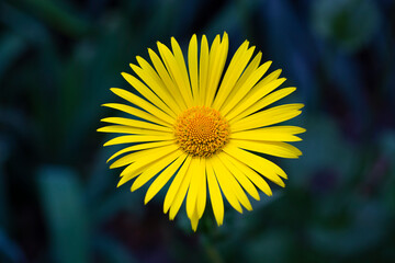 yellow flower of a daisy