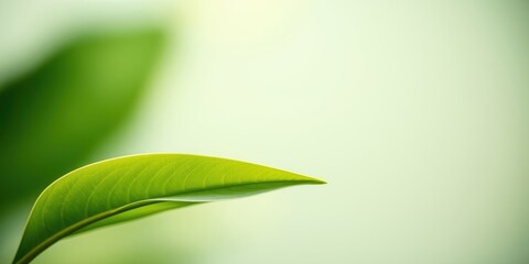 Fototapeta premium A vibrant green leaf, illuminated by soft light, extends towards a tranquil, pale background, creating a serene and peaceful image.