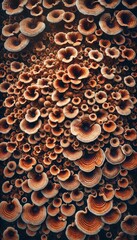 Radiating Golden Fungi - Nature's Geometric Masterpiece