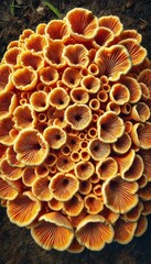 Golden Mushroom Cluster - Nature's Intricate Design