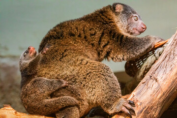 cute wild bear cuscus aulirops ursinus arboreal . small cute rare endemic animal