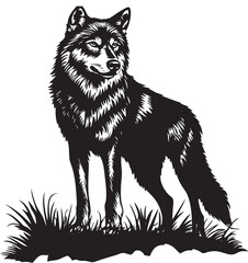 wolf black and white