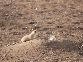 Prairie dogs emerging from their burrow, Boulder, Colorado