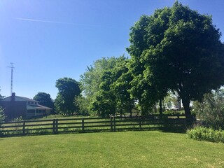 Old horse farm in Kitchener Waterloo Canada in summer.. A large green tree is in the middle of a grassy field. The sky is clear and blue