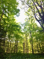 Forest in Ontario Canada. A forest with trees and sunlight shining through the leaves. The sunlight is bright and warm, creating a peaceful and serene atmosphere