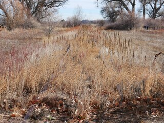 Old railroad tracks covered with grass that are no longer in use, Boulder, Colorado