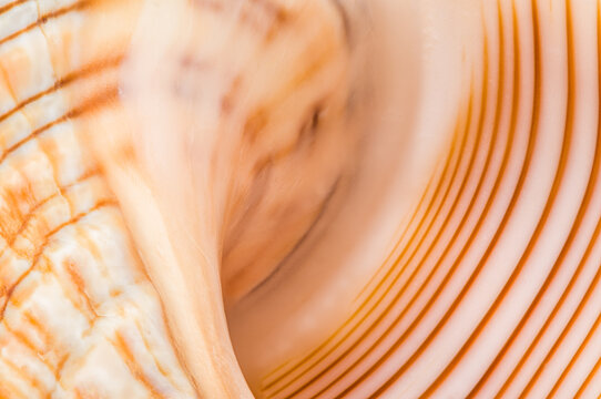 Close-Up of a Baby Striped Fox Shell