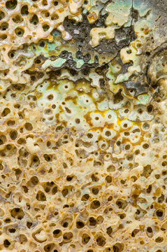 Textured Surface of an Abalone Shell Close-Up