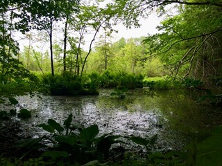 A pond with trees in the background. The water is calm and still. The trees are green and lush. Ontario Canada