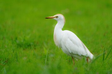 Wildlife - Birds. Western cattle egret (Bubulcus ibis) mostly live in fields, steppes and grasslands, except wetlands. They usually feed on insects.