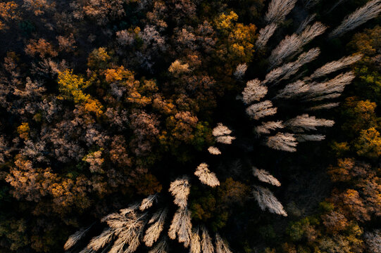 Aerial view of a dense forest in vibrant autumn colors