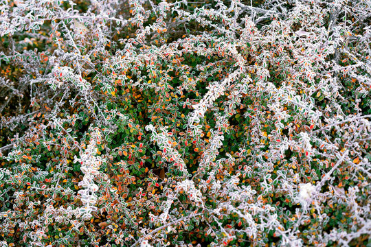 Frosty leaves and berries suggest early winter in the autumn landscape