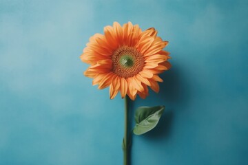 A single orange flower is standing on a blue background